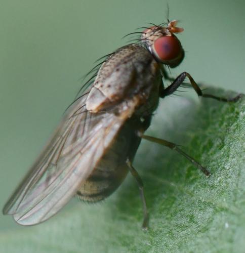 Réf. 285 050 : Minettia fasciata